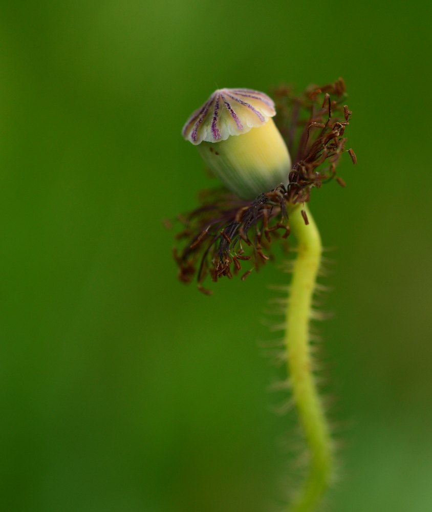 Collaret d'estams
