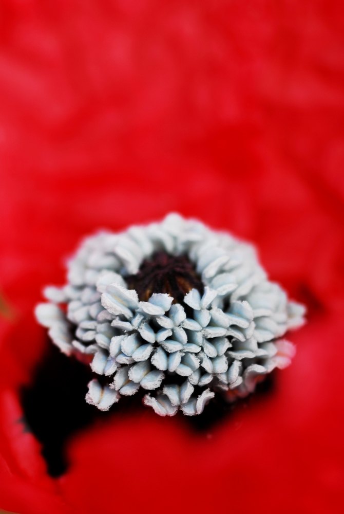 Erupció