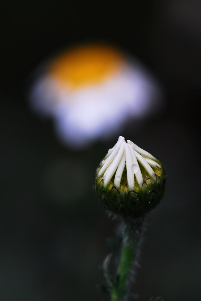 Flors