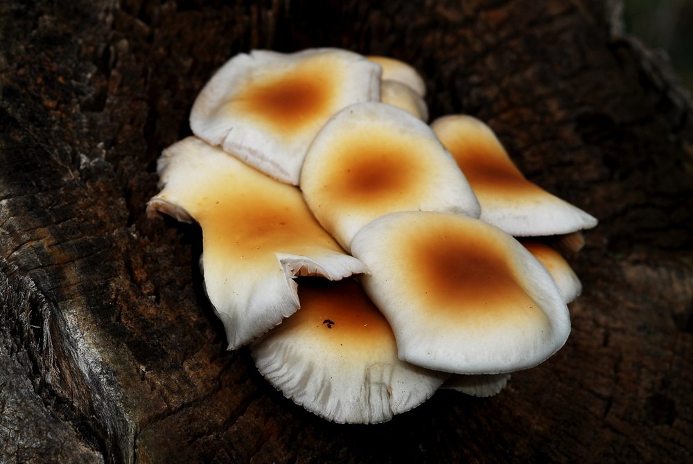 Bolets de xop