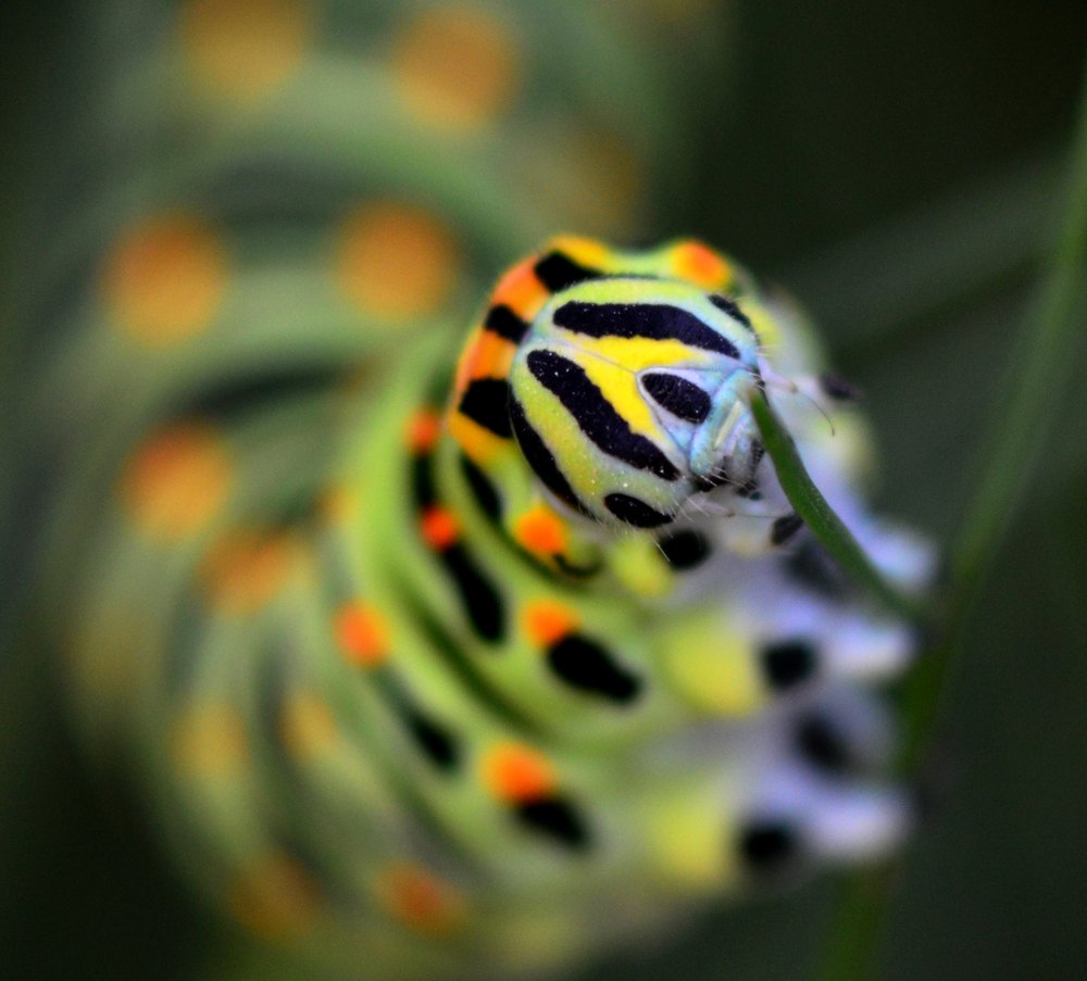 Colors a l'infinit