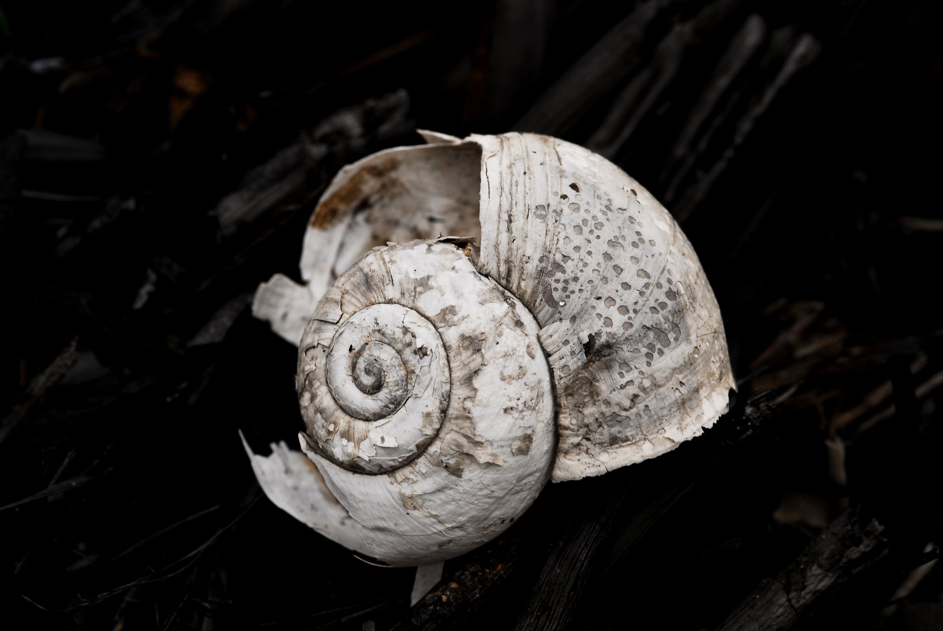 Espirals al no res 97/98