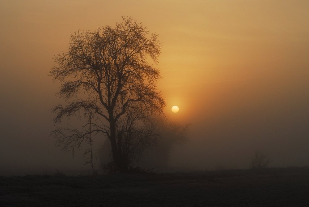 Arbre d'ambre