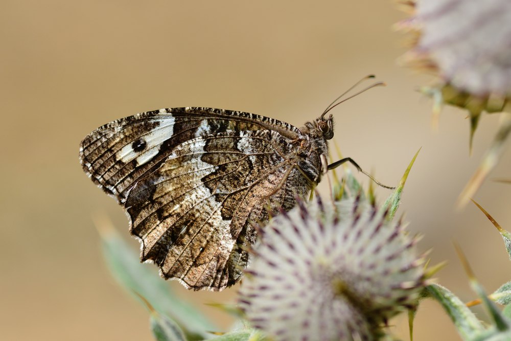 Camuflatge cromàtic