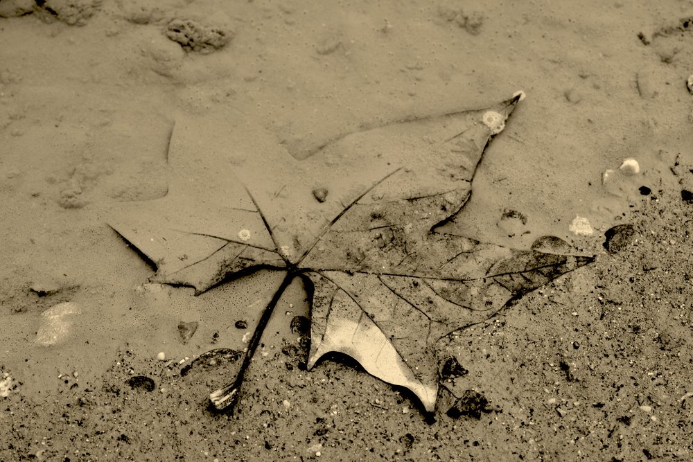 La memòria de les fulles mortes  29/09