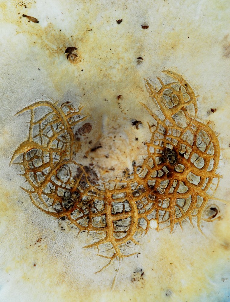 Cicatrius
