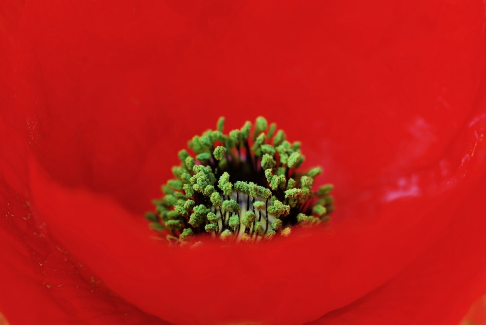 Al Cor de la Rosella