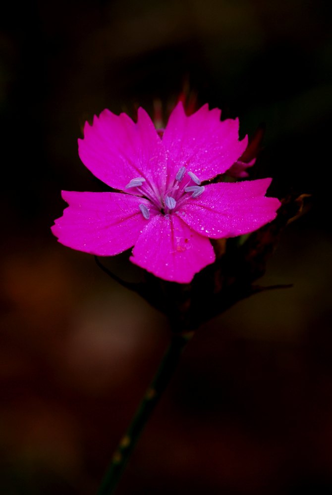 Magenta vibrant