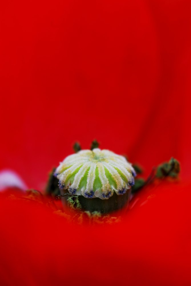 Al cor de la rosella 31/67
