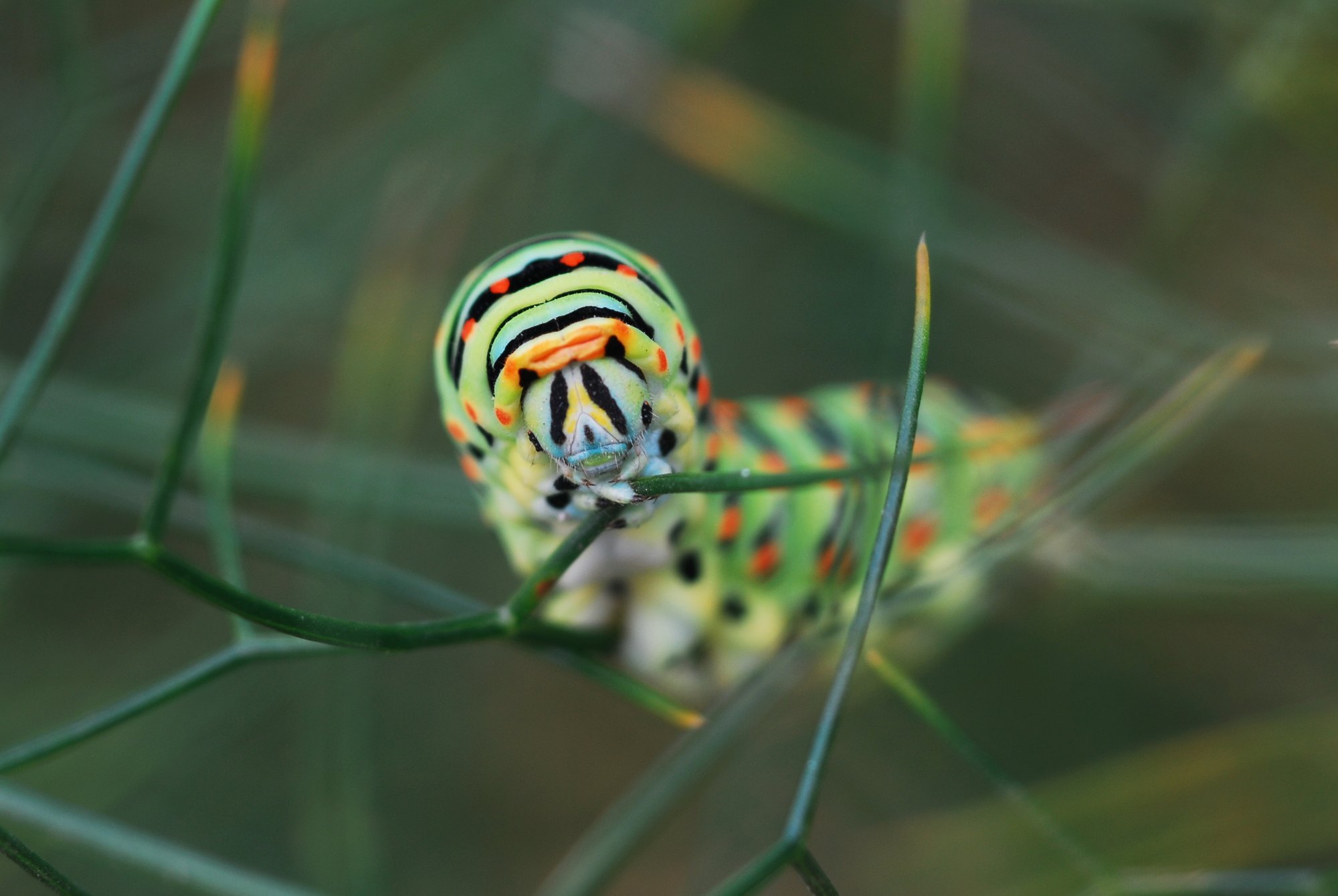 Papilio al laberint, obra de Xavier Manonelles