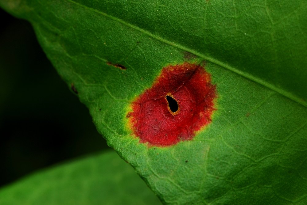 Ferida escarlata
