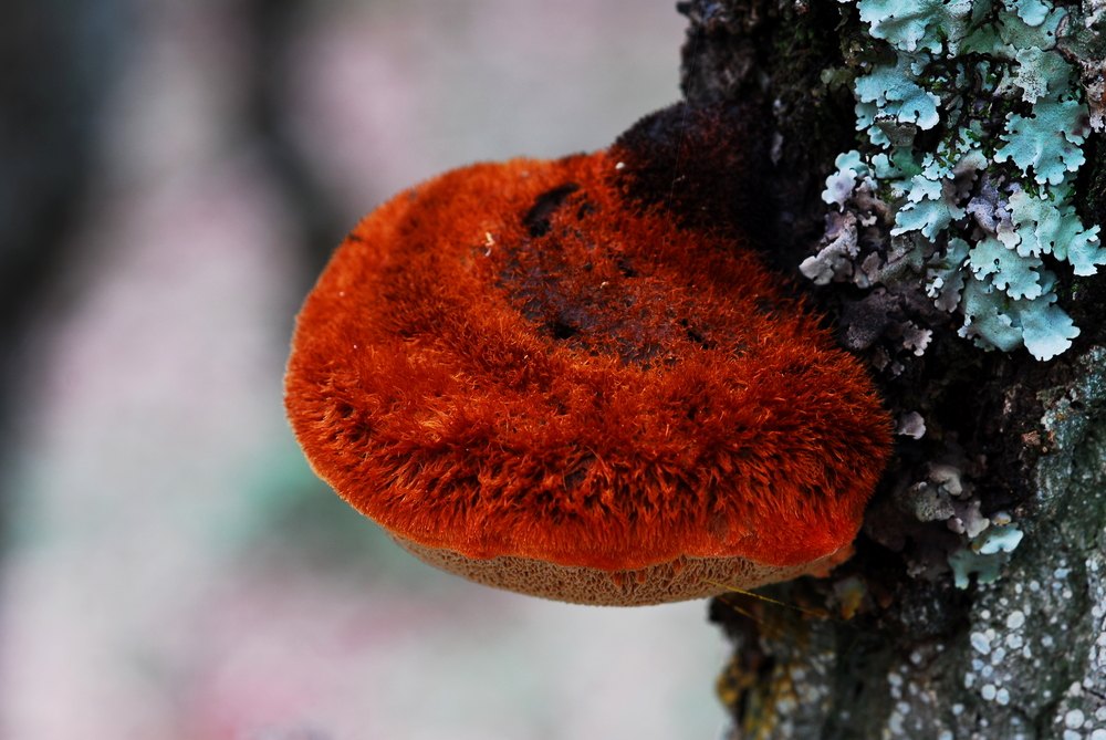 Conqueta vermella