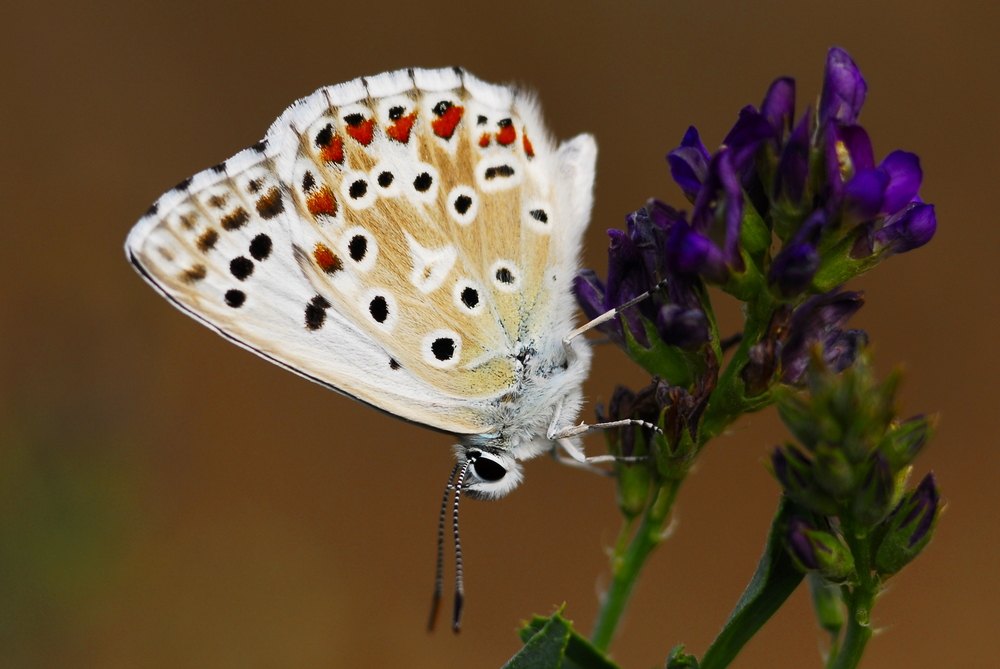 Papallona blava