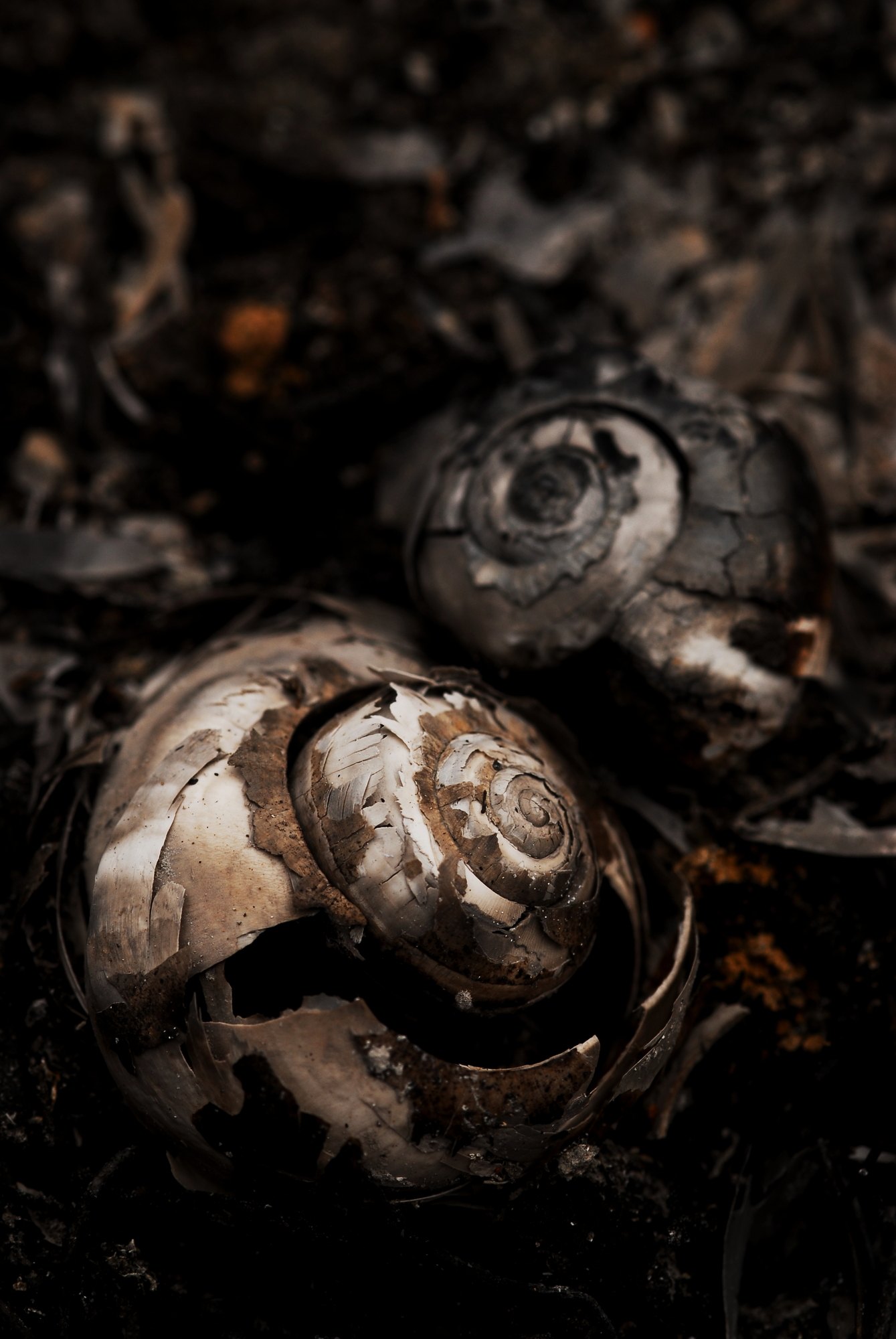 Espirals al no res 29/99