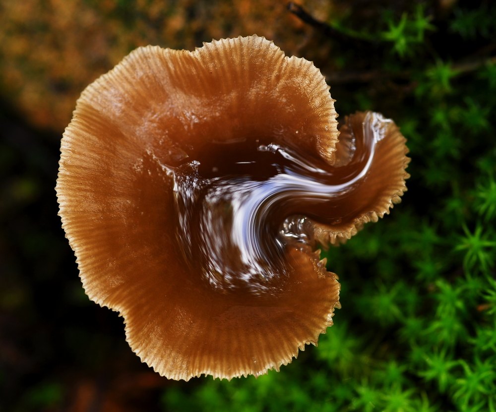 El mirall del bosc