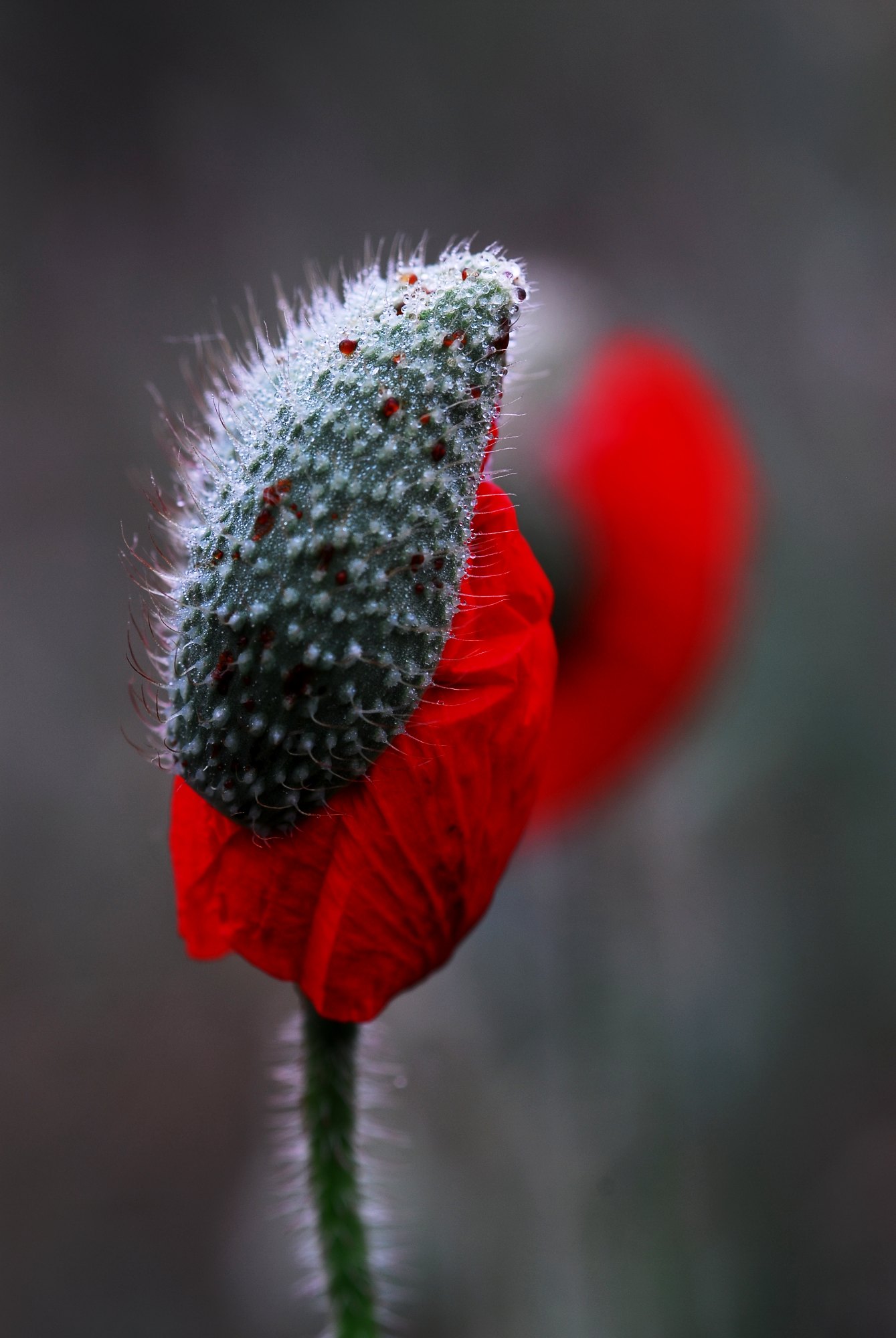 Roselles esclatant