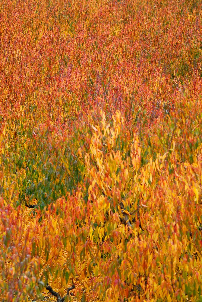 Tardor encesa