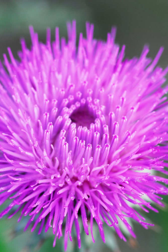 Floració purpura
