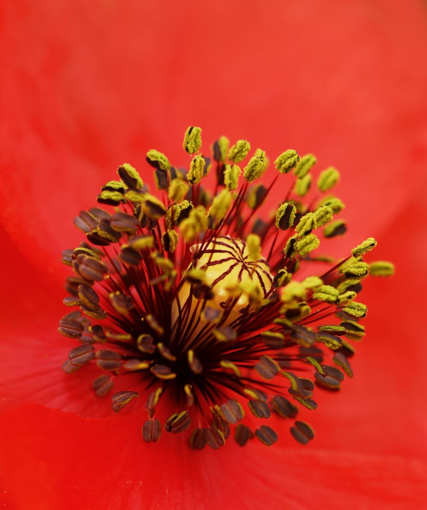 Al cor de la rosella 51/80