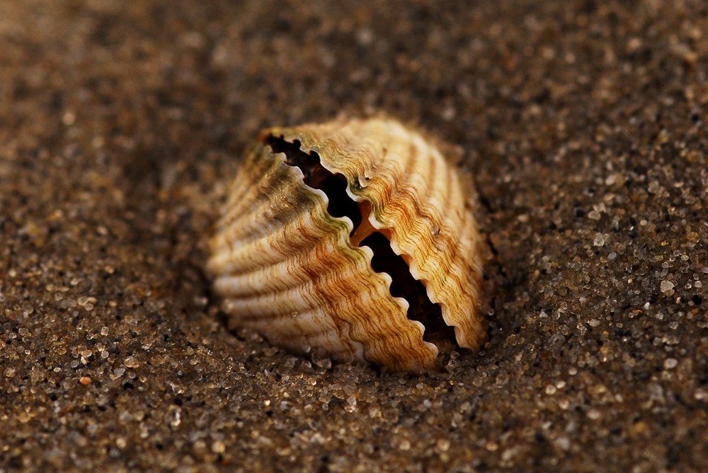 Escopinya ratllada