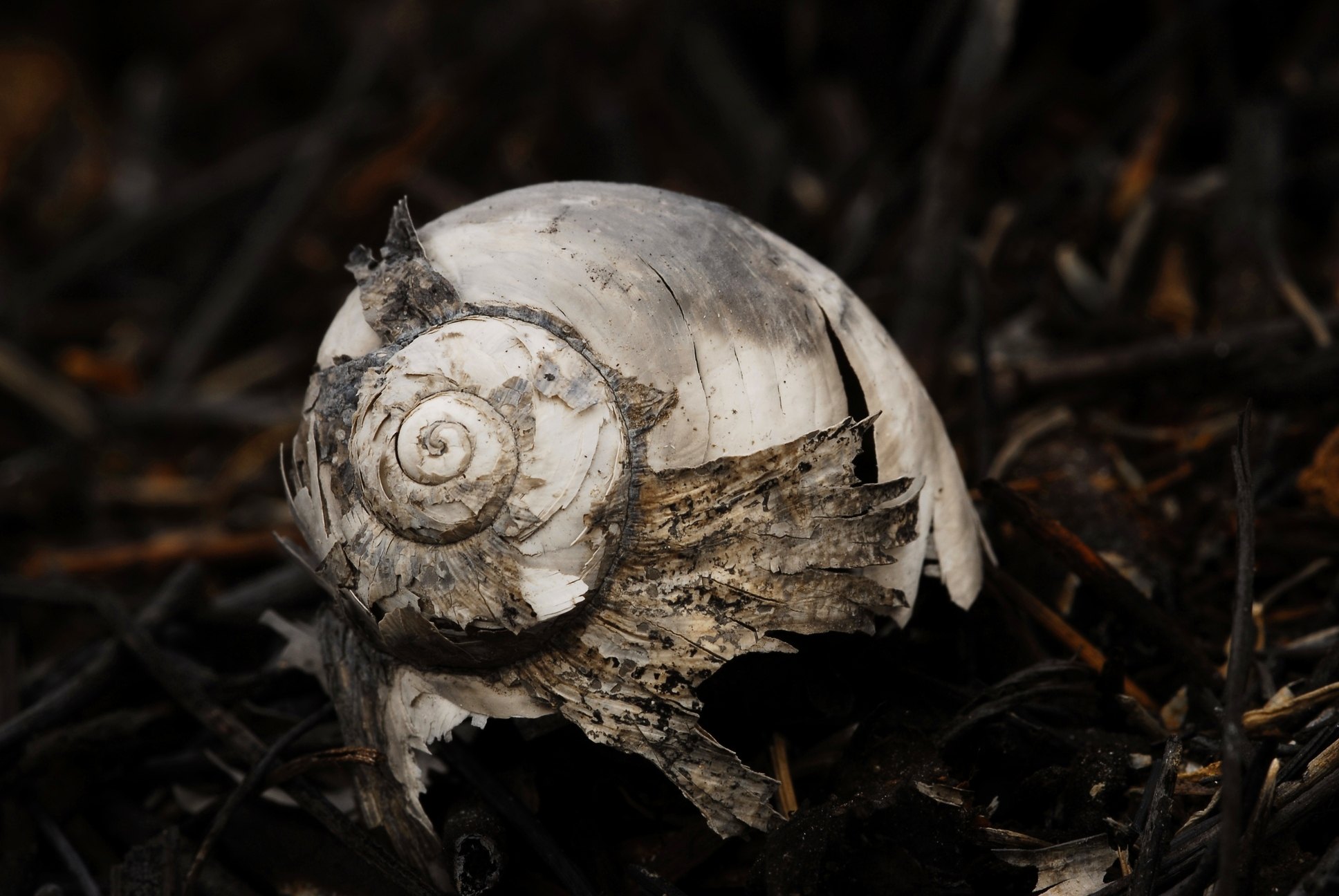 Espirals al no res 98/91