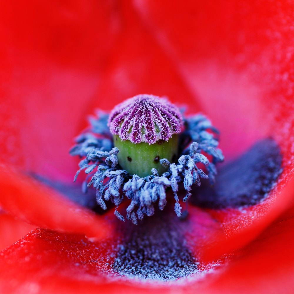 Al cor de la rosella 60/38